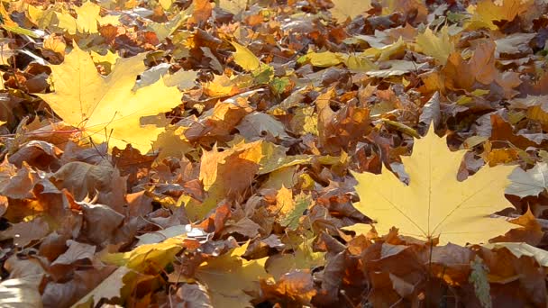 Herfst plaats delict. Vallende kleurrijke rode en gele esdoorn bladeren liggen op de grond in het park, bos — Stockvideo