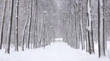 Kışın ormanda kar yağar, Noel sabahı karlı olur, Noel ağaçları kar altında kalır.
