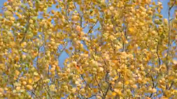 Höstscenen. Vackra gula blad som svajar i vinden. Träd i parken, skog — Stockvideo