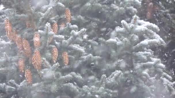 Cachoeira de neve no inverno na floresta, manhã de Natal nevado, ramos de abeto com cones balançando no vento durante uma queda de neve — Vídeo de Stock