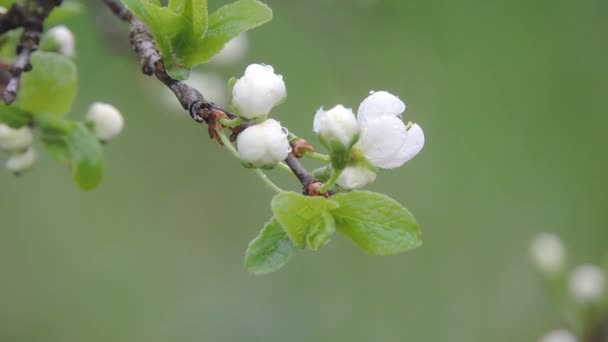 Um ramo de cereja oscila ao vento durante a chuva. Gotas de água pingando em uma flor branca na chuva — Vídeo de Stock