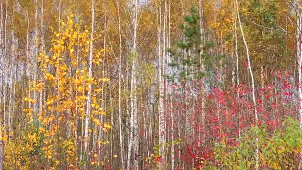 Herfst plaats delict. Bomen met rood groene gele bladeren zwaaien op de wind in het bos — Stockvideo