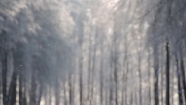 Nevicate in inverno nella foresta, mattina di Natale nevoso, alberi di Natale sono coperti di neve durante una nevicata — Video Stock