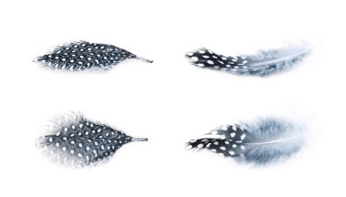 Decorational tüy izole