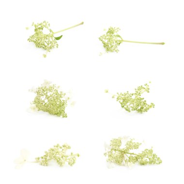 İzole decorational çiçek şube