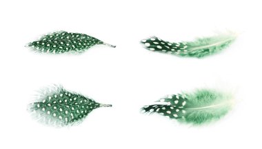 Decorational tüy izole