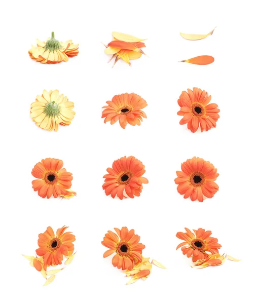 Gerbera flower isolated — Stock Photo, Image