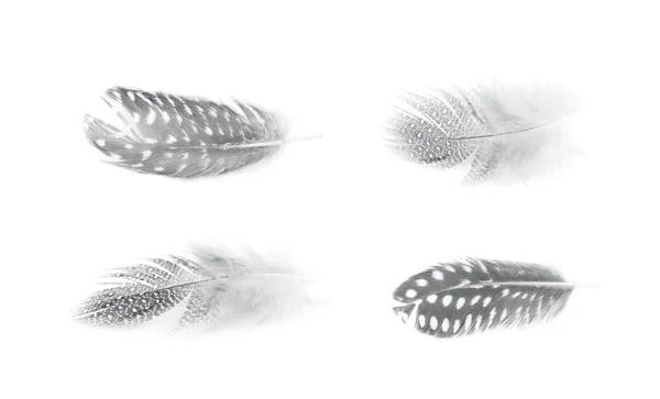 Decorational feather isolated — Stock Photo, Image