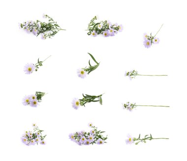 Papatya papatya çiçek izole