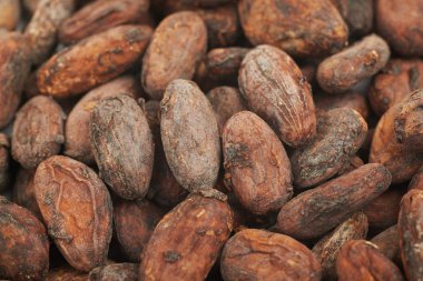 Kakao çekirdeği arka plan kompozisyon