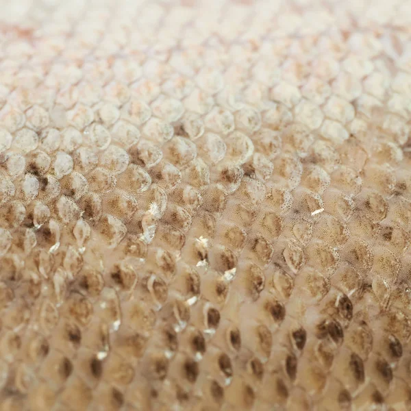 Close-up of a fish scales — Stock Photo, Image