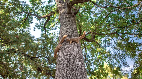 Squirrels Playing Chase Oak Tree — Stock Photo, Image