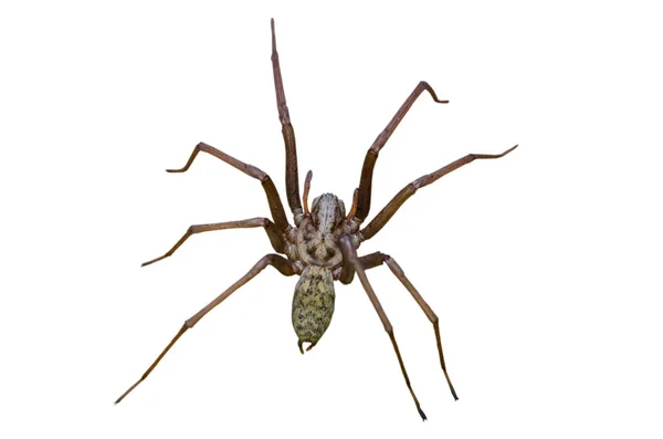 Big Scary Spider Big Scary — Stock Photo, Image