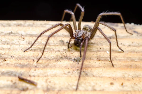 Große Beängstigende Spinne Groß Beängstigend — Stockfoto