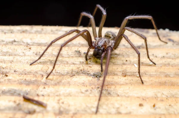 Grande Aranha Assustadora Grande Assustador — Fotografia de Stock