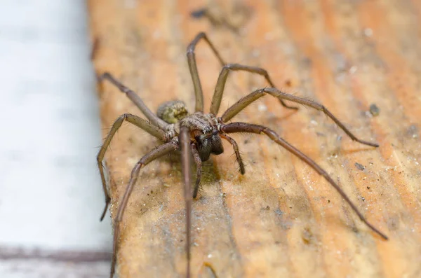 Grande Aranha Assustadora Grande Assustador — Fotografia de Stock