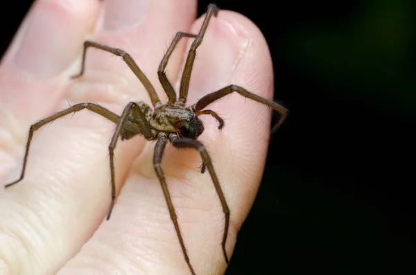 Große Beängstigende Spinne Zur Hand — Stockfoto