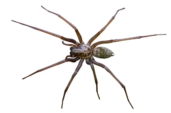 Velký Děsivý Pavouk Velký Strach — Stock fotografie