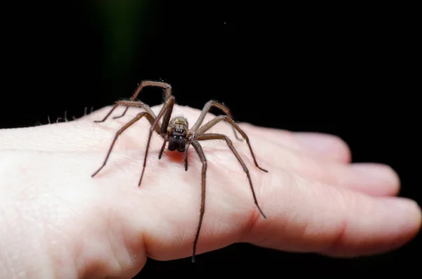 Große Beängstigende Spinne Zur Hand — Stockfoto