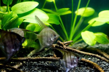 Melek balığı akvaryum Angelfish