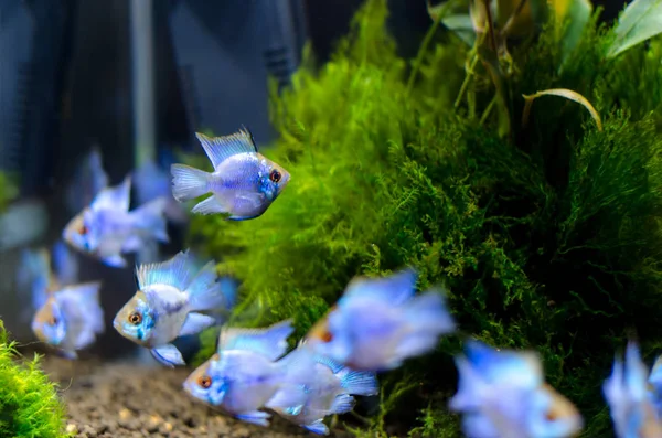 Peces Apistogramma Acuario — Foto de Stock