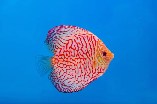 Beautiful Discus Fish Symphysodon — Stock Photo, Image