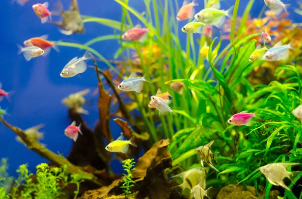 Aquarium with many colored fish