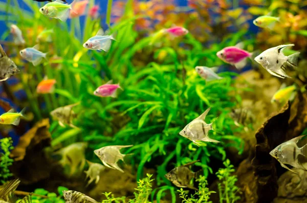 Acuario Con Muchos Peces Colores — Foto de Stock