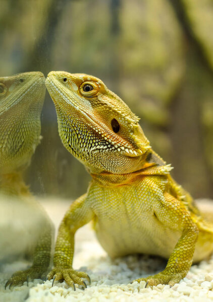 Eastern bearded dragon Eastern