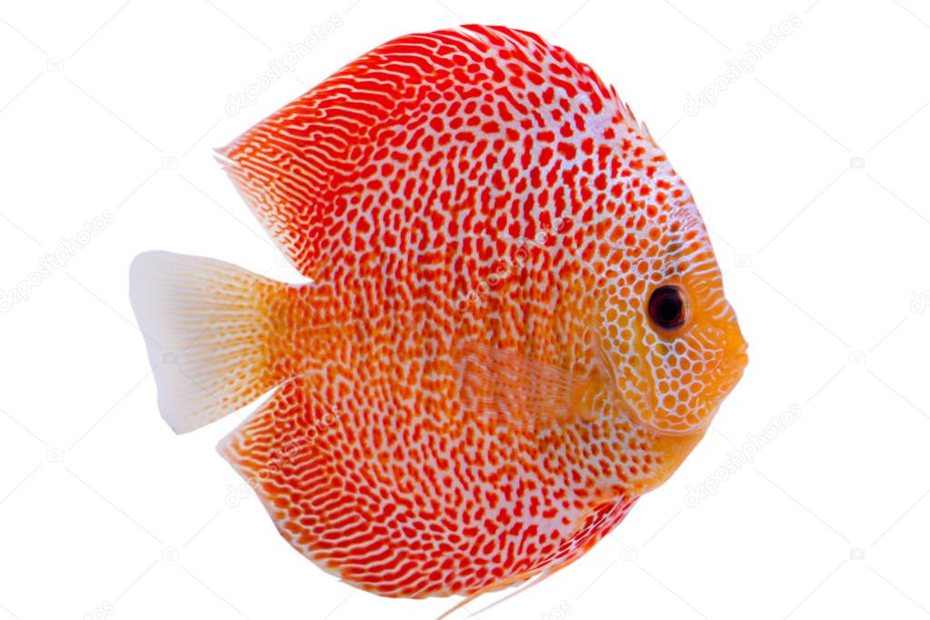 Beautiful Discus Penang Eruption fish (Symphysodon)