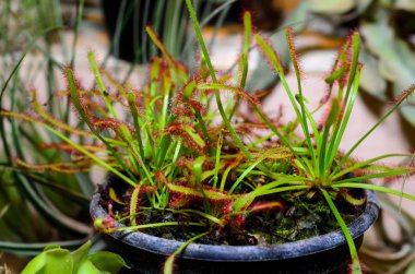 Drosera capensis, Cape sundew bilinen.