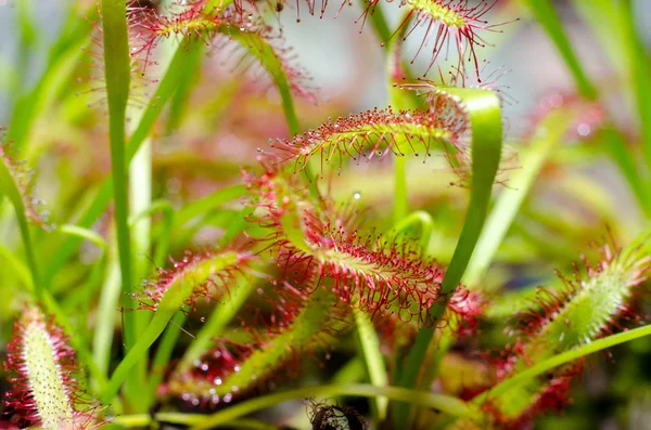 Drosera Capensis Vulgarmente Conhecido Como Orvalho Cabo — Fotografia de Stock