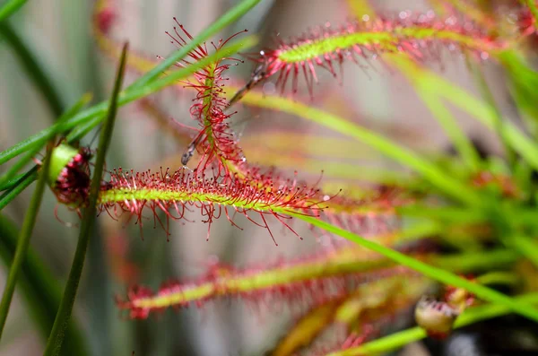 Drosera Capensis Commonly Known Cape Sundew — Stock Photo, Image