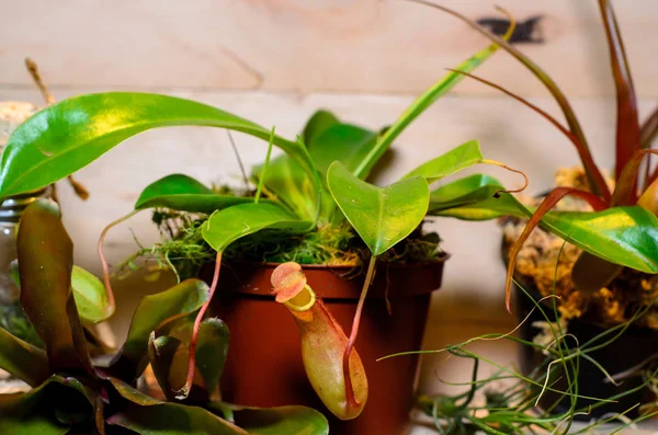 Nepenthes Également Connu Sous Nom Plantes Tropicales Pichets — Photo