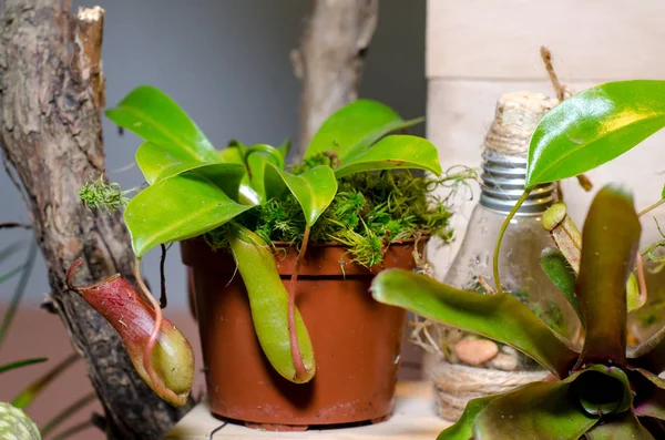 Nepenthes Kallas Även Tropiska Kannor Växter — Stockfoto