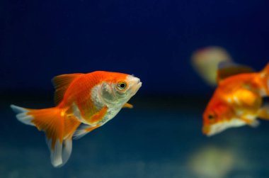 Goldfish akvaryum akvaryum balığı
