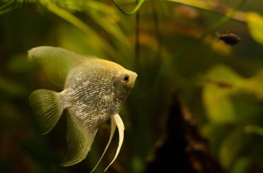Melek balığı akvaryum Angelfish