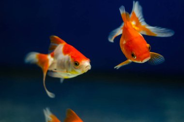 Goldfish akvaryum akvaryum balığı