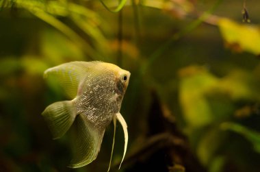 Melek balığı akvaryum Angelfish