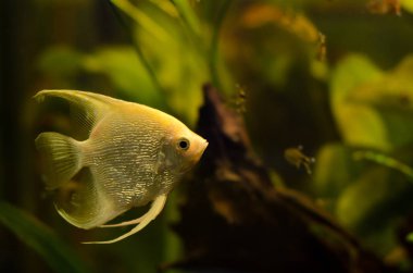 Melek balığı akvaryum Angelfish