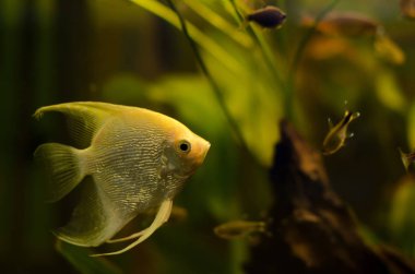 Melek balığı akvaryum Angelfish