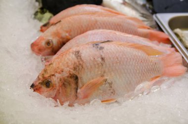 Satılık ham Tilapia balık.