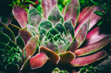 Sempervivum (houseleeks) familyasından bir çiçekli bitkiler Crassulaceae ailesindeki yaklaşık 40 tür.