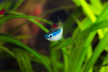 Neon tetra Balık Akvaryum.