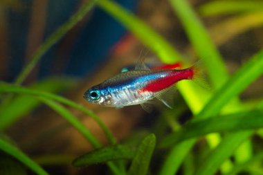 Neon tetra Balık Akvaryum.