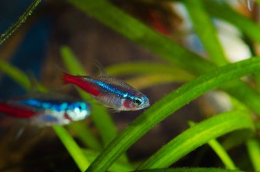 Neon tetra Balık Akvaryum.