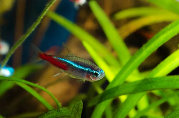 Peixe Neon Tetra Aquário — Fotografia de Stock