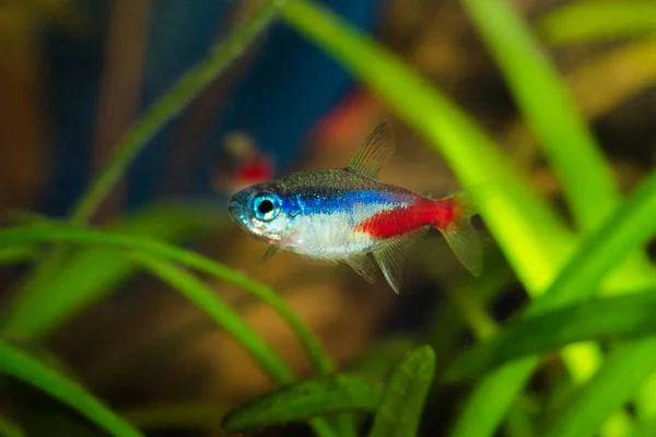 Neon Tetra Fish Aquarium — Stock Photo, Image