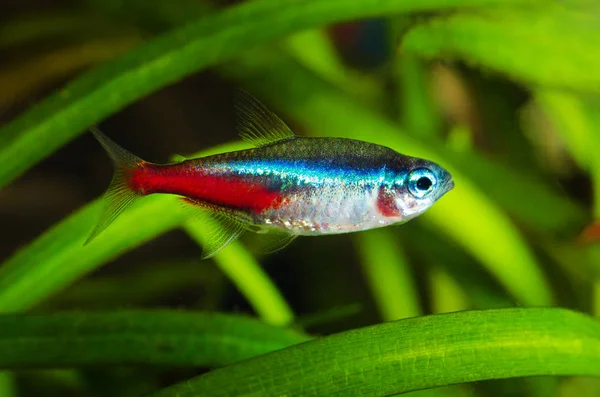 Neon Tetra Fish Acuario —  Fotos de Stock