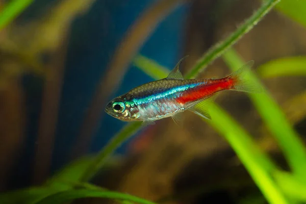 Neon Tetra Hal Akvárium — Stock Fotó